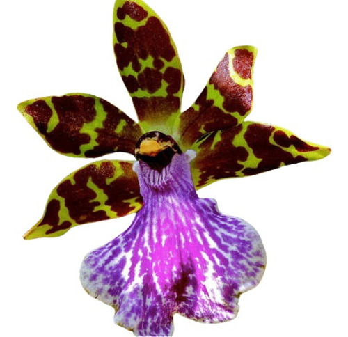 Orquídea Perfumada Zygopetalum Mackaii (tamanho Adulto)