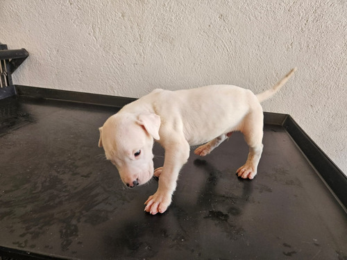 Dogo Argentino