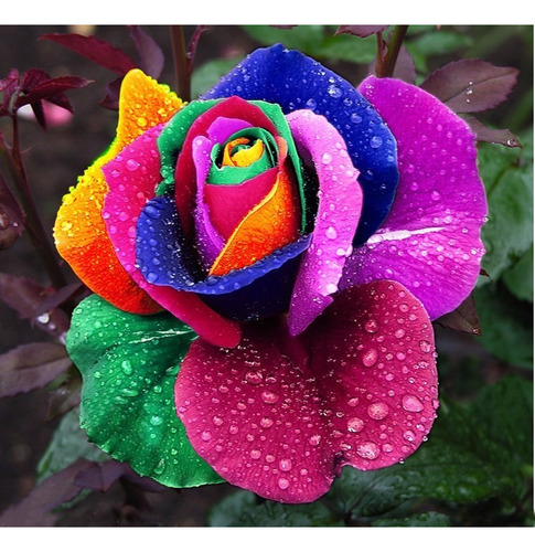 300 Sementes Rosa Arco-íris (raiwbow)
