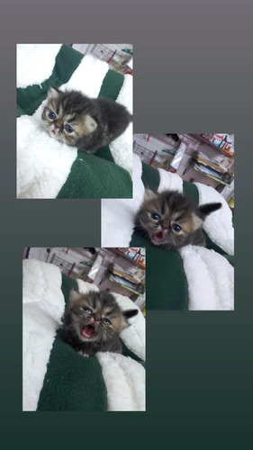 Imagen 2 de 5 de Gatos Persas