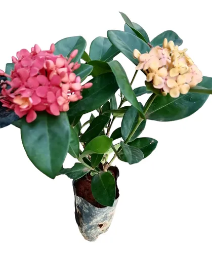 Plantínes Hortensia Japonesa Ixoria