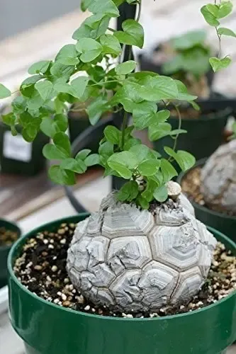 DIOSCOREA ELEPHANTIPES Vaso12 cm, pianta vera - Powers to flowers DIOSCOREA ELEPHANTIPES Vaso12 cm, pianta vera - Powers to flowers