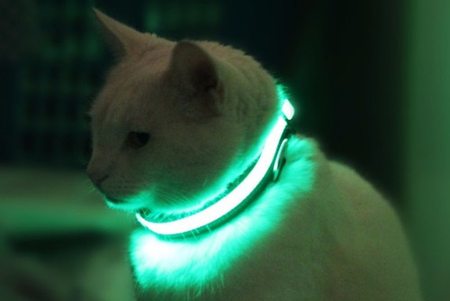 Collar Led Para Mascotas