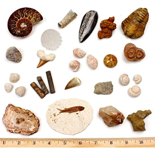 Set De Colección Fossil De Dancing Bear, 20 Unidades