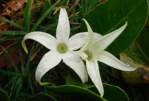 Semillas De Tabaquillo Flor De Sapo Organicas Planta Nativa