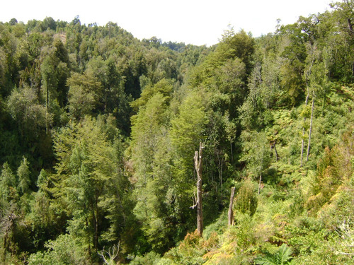 Parcela Agroecológica De Seis Hectáreas En Chiloé
