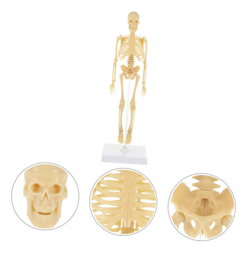 Esqueleto Humano Modelo De Anatomía Del Esqueleto Modelo