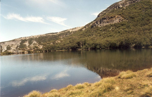 Agrícola Forestal - Inmobiliario En Venta En Tucapel