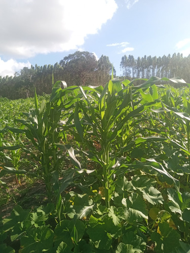 Área De Terra Com 12 Tarefas