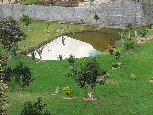 Imagem 13 de 14 de Granja Com 10.000m²