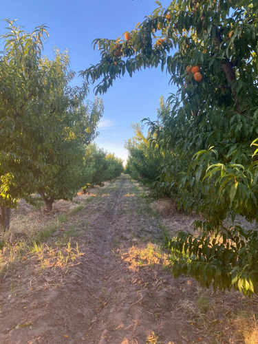 Finca 12,hectáreas,6hs Ciruela,5 Durazno De Fabrica