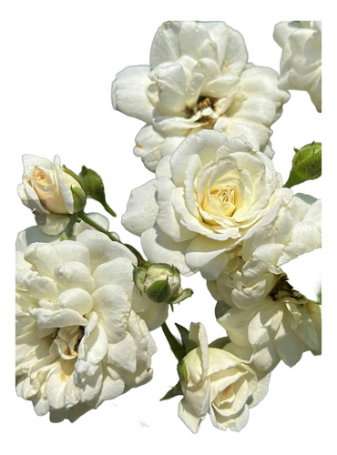 Rosa Iceberg Pie Bajo 1m - Planta Ornamental
