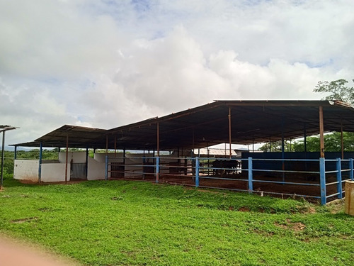 Imagen 10 de 25 de Finca Venta Lara Acarigua En Venta (gamelotal) De 251 Hectareas