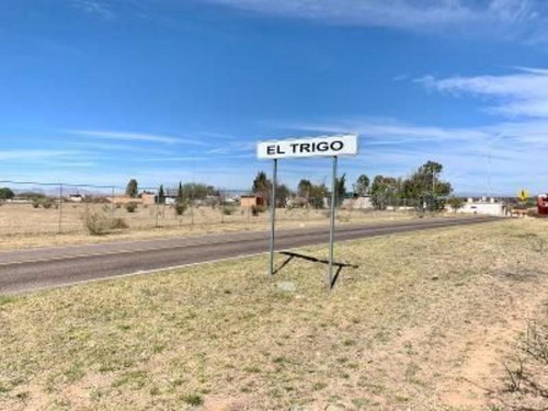 El Trigo