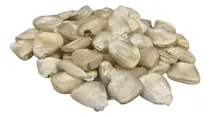 Comprar Maíz Pozolero Semilla Para Siembra 5 Kg