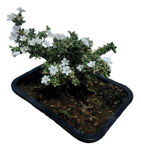 Árvore Da Paz Bonsai No Vaso Com Flores  (serissa Foetida) 