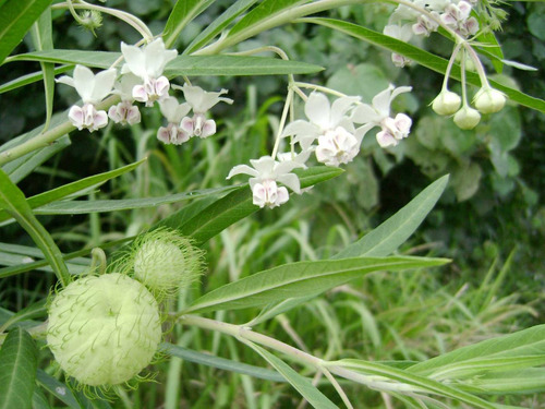 Imagem 3 de 10 de Sementes De Planta Balão - Saco De Velho - Asclepias Flor