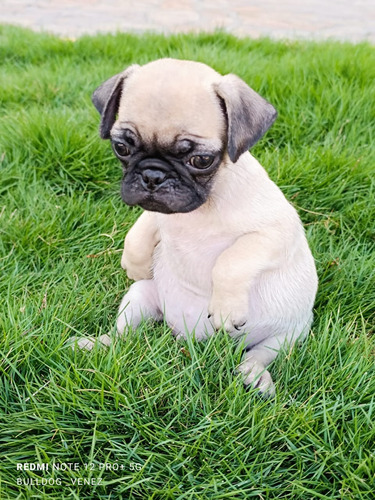 Pug Carlino Macho 