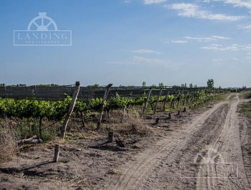 Imagen 5 de 12 de Campo - Finca Productiva De Primer Nivel En Medrano - 80 Has