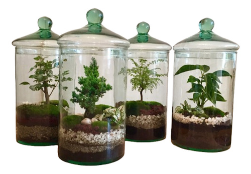 Bonsai Terrario De Bonsai A Elegir Guayabo, Junípero O Ficus