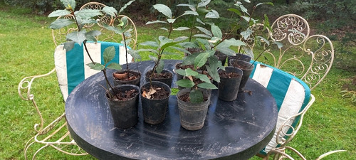 Plantas De Laurel