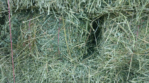 Imagen 2 de 7 de Fardos Cuadrados De Alfalfa . Muy Buenos