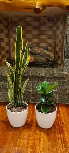 Ficus Pandurata Y Sansiveria En Maceta Premium