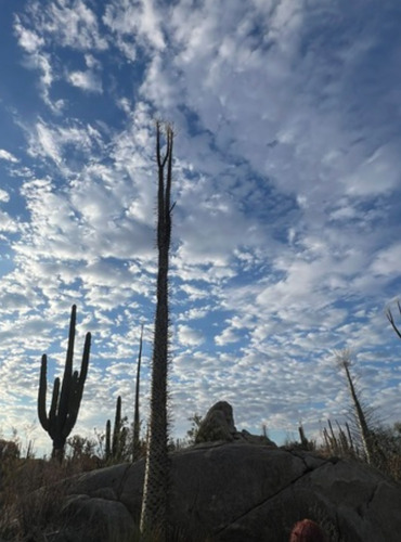 Fouquieria Columnaris, Cirio, 10 Semillas, Nv