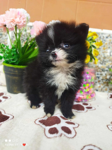 Pomerania Puppy Medellín Bogota