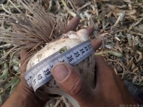 7 Diente De Ajo Chilote (elefante) Naturales Para Siembra...