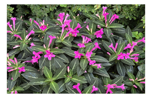Muda De Ruellia Makoyana -atrai Abelhas Planta Veludo Pink