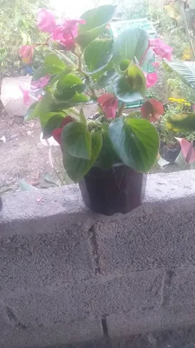 Plantas Vivero Ornamentales