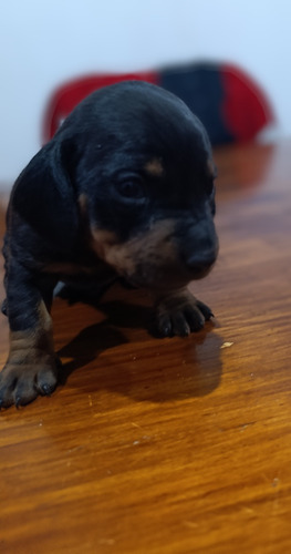 Perros Salchichas