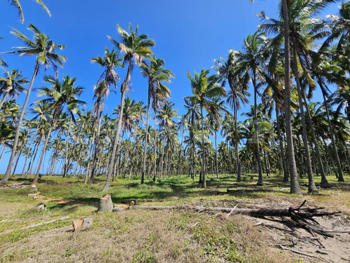 Terreno En Golfo De México, Playa Sol R/a Las Flores, Paraíso Tabasco