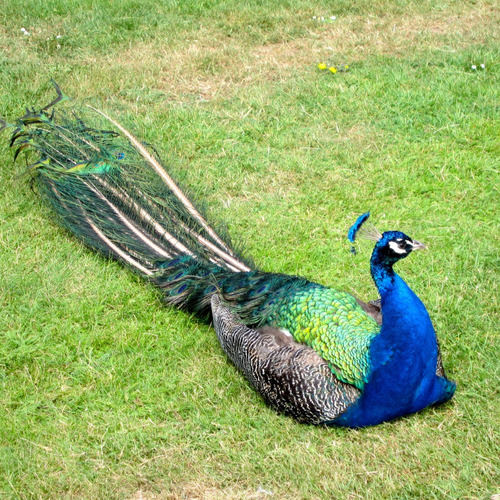 Pavão Azul Aves Ornamentais Casais Jovens