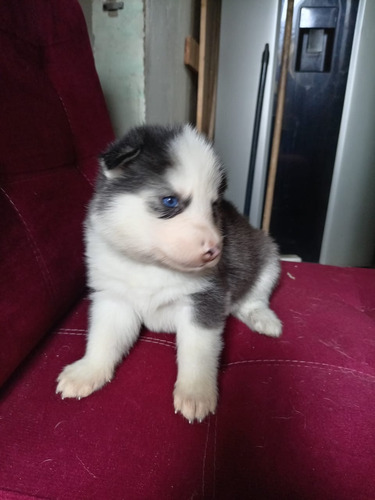 Cachorros Huskie