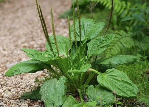 Semillas Hierba Medicinal Llanten Mayor ( Plantago Major)