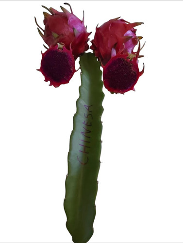 Mudas Da Pitaya Gigante Chinesa (kit Com 2) + Brinde