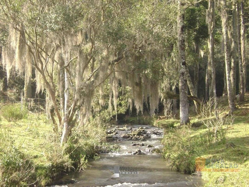 Imagem 10 de 22 de Chácara À Venda, 45000 M² Por R$ 529.900,00 - Zona Rural - Caxias Do Sul/rs - Ch0003