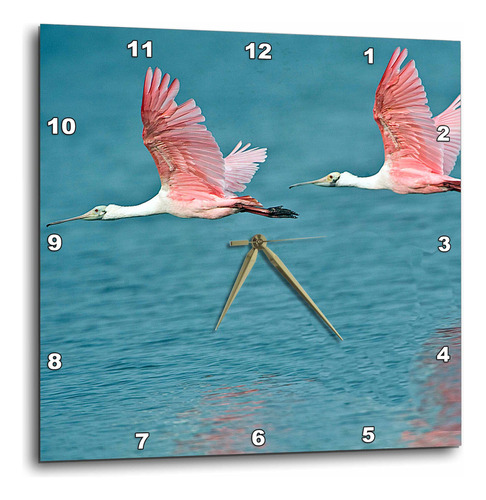 Reloj De Pared Con Aves Espátulas Rosadas En Florida 10x10