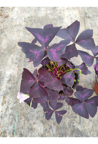 Trebol De La Suerte Oxalis Morado