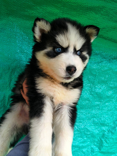 Imagen 3 de 10 de Husky Siberianos