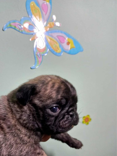 Imagem 2 de 5 de Vendo