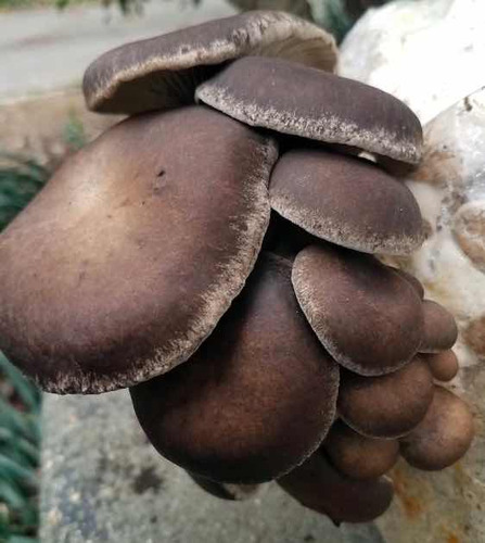 Semillas De Hongo Ostra Negro (pleurotus Ostreatus Hbp) 1,2k