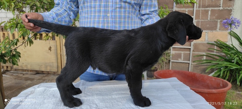 Labrador Retriever Macho Color Negro