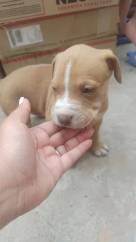 Pitbull