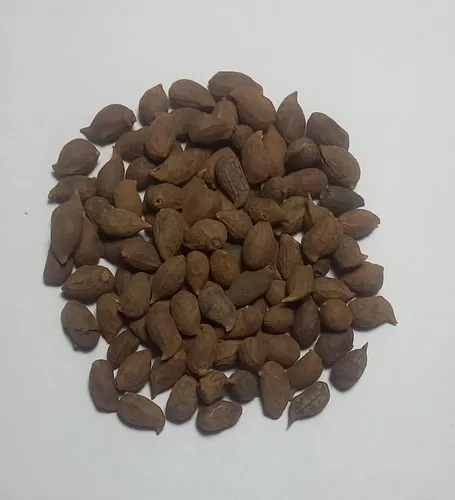 Semillas De Maní Forrajero X 1 Kilo 1000gr