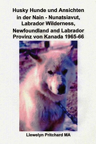 Husky Hunde Und Ansichten In Der Nain  Nunatsiavut, Labrador