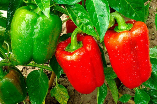 Semillas De Aji Pimiento Morron Rojo Ideal Huerta Cultivo