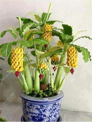 30 Sementes Do Verdadeiro Bonsai De Mini Bananeiras Anãs
